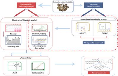 Spectrum-Effect Relationship Analysis of Bioactive Compounds in Zanthoxylum nitidum (Roxb.) DC. by Ultra-High Performance Liquid Chromatography Mass Spectrometry Coupled With Comprehensive Filtering Approaches